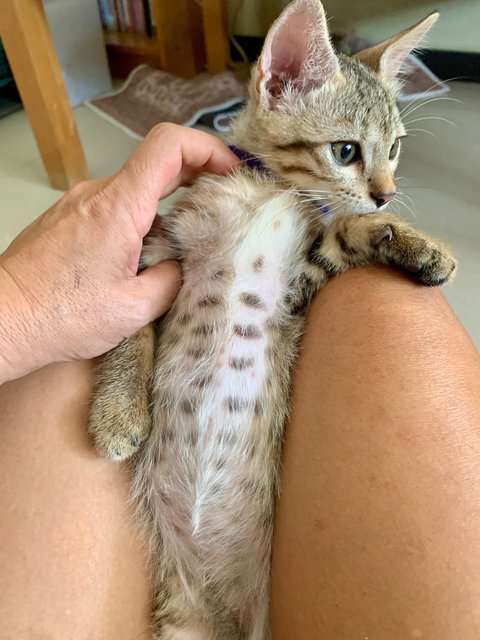 Bengal Mixed Drinks 😻 - Domestic Short Hair Cat