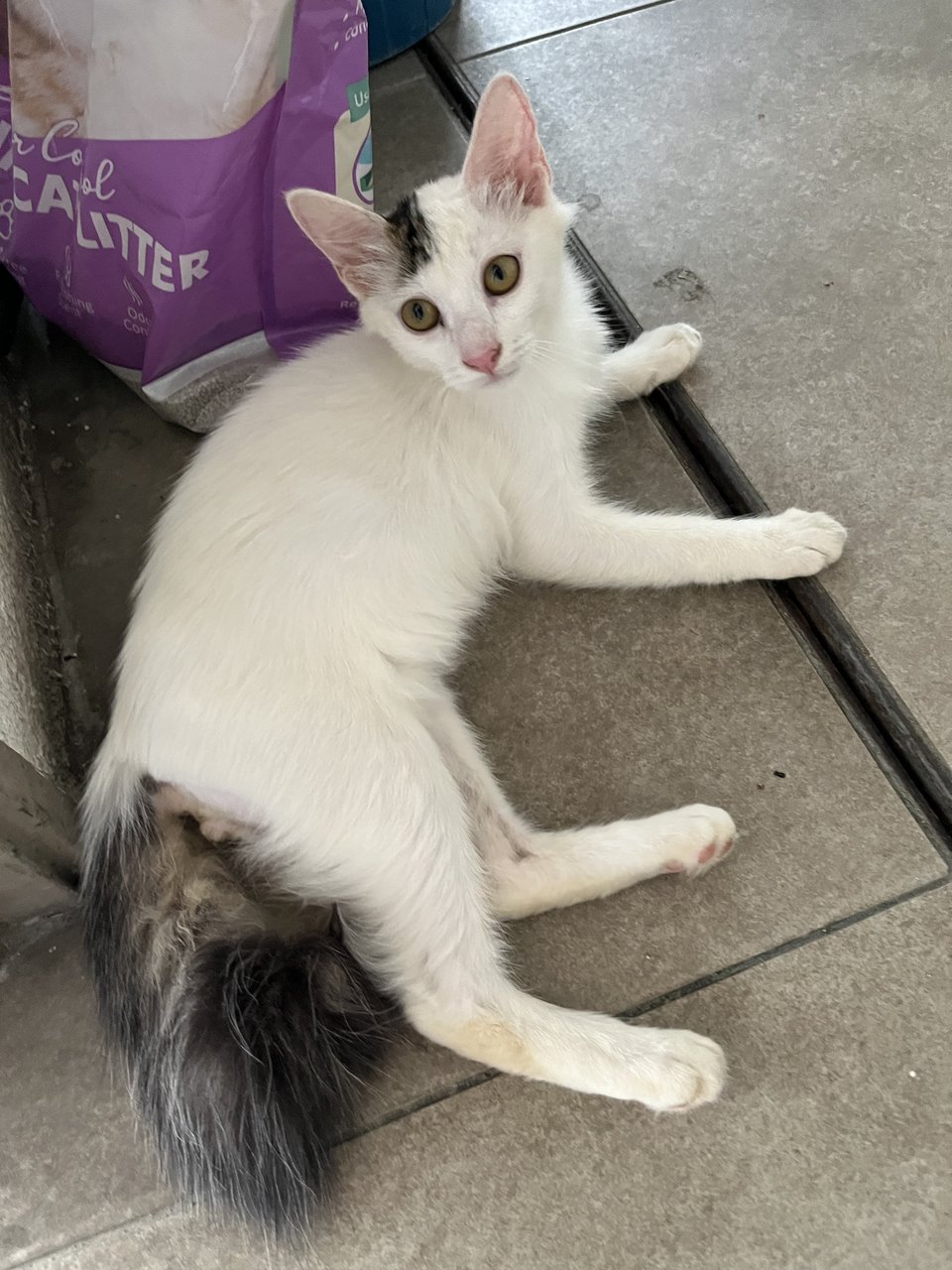 Lotus The Pretty Boy - Domestic Long Hair Cat