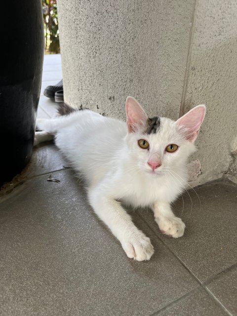 Lotus The Pretty Boy - Domestic Long Hair Cat