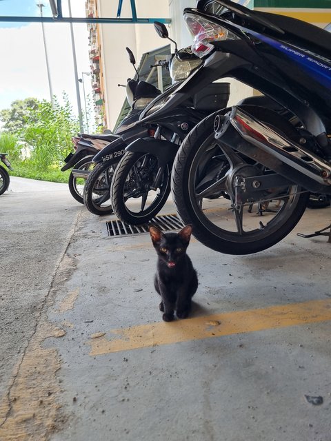 Blacky - Domestic Short Hair Cat