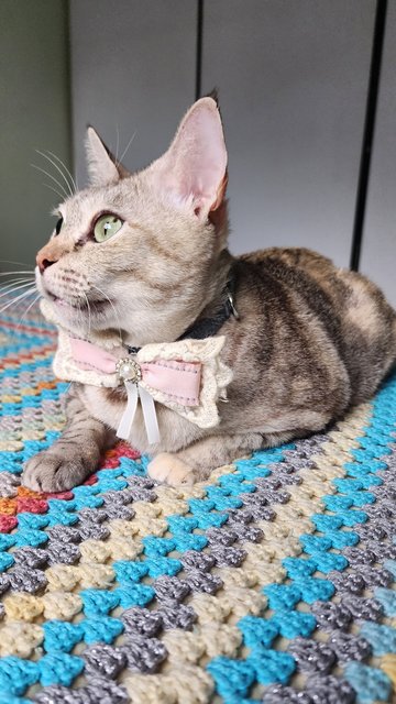 Snowy The Exotic Torbie - Domestic Short Hair Cat