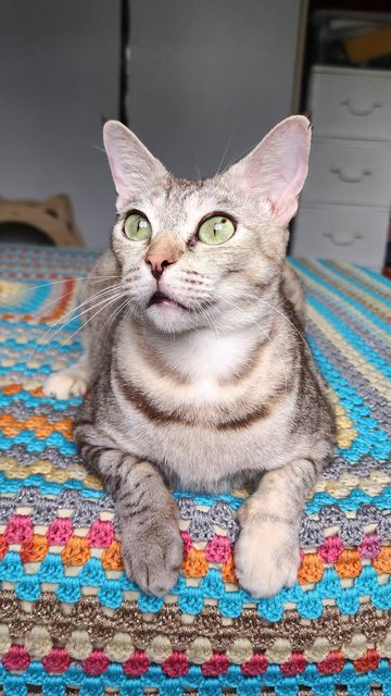 Snowy The Exotic Torbie - Domestic Short Hair Cat