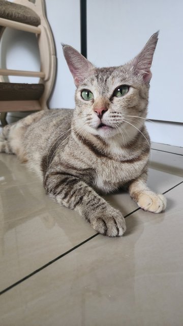 Snowy The Exotic Torbie - Domestic Short Hair Cat