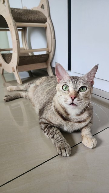 Snowy The Exotic Torbie - Domestic Short Hair Cat