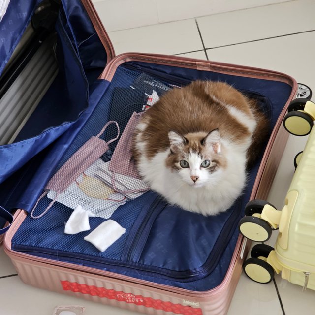 Miao - Domestic Long Hair Cat