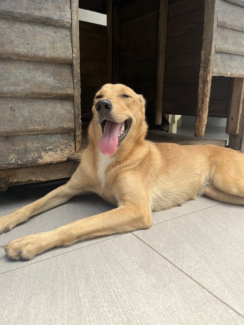 Bailey - Labrador Retriever + Jack Russell Terrier Dog