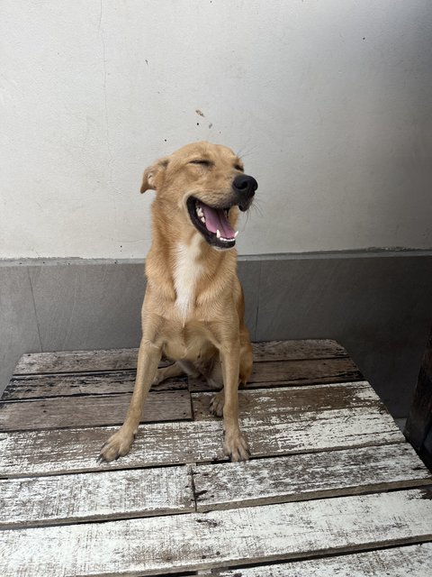 Bailey - Labrador Retriever + Jack Russell Terrier Dog