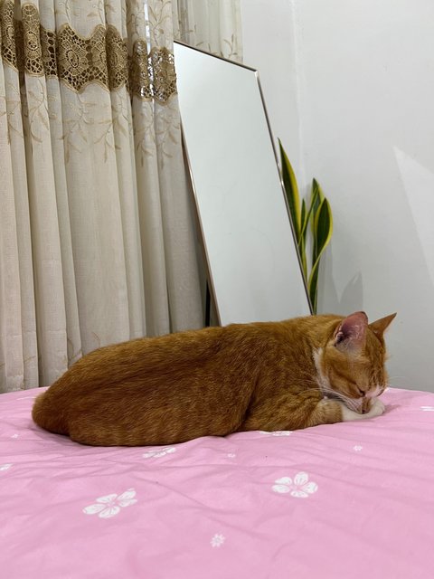 Manja - Domestic Short Hair Cat