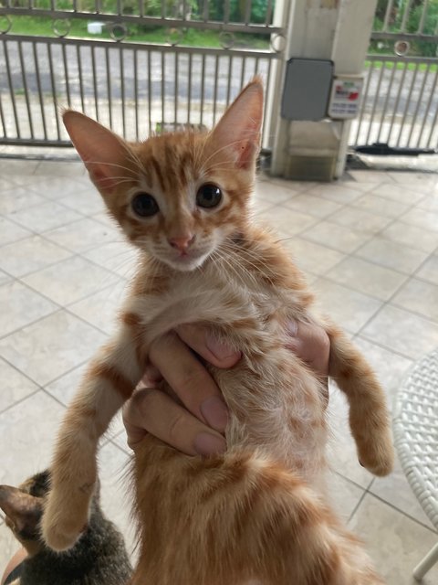 Chub Goh Mei  - Domestic Short Hair Cat