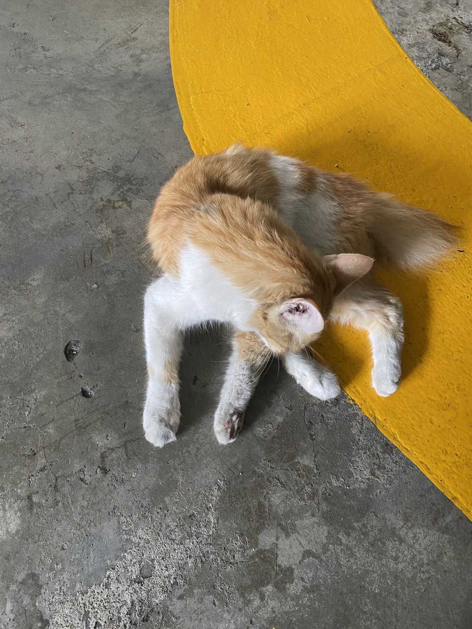 Peach  - Turkish Van Cat