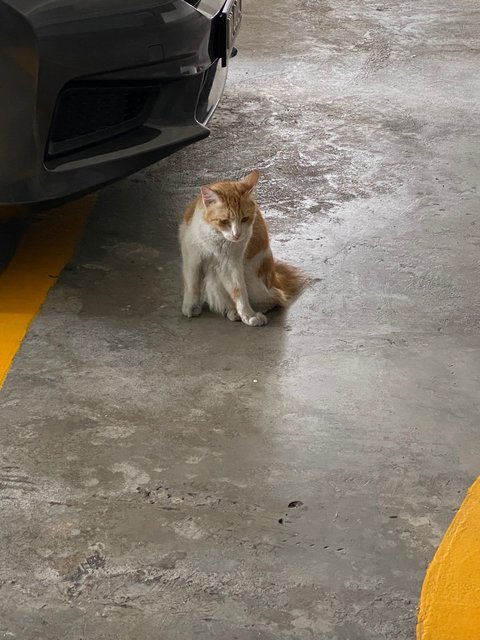 Peach  - Turkish Van Cat