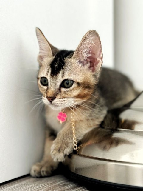 Tinker Bell - Domestic Short Hair Cat