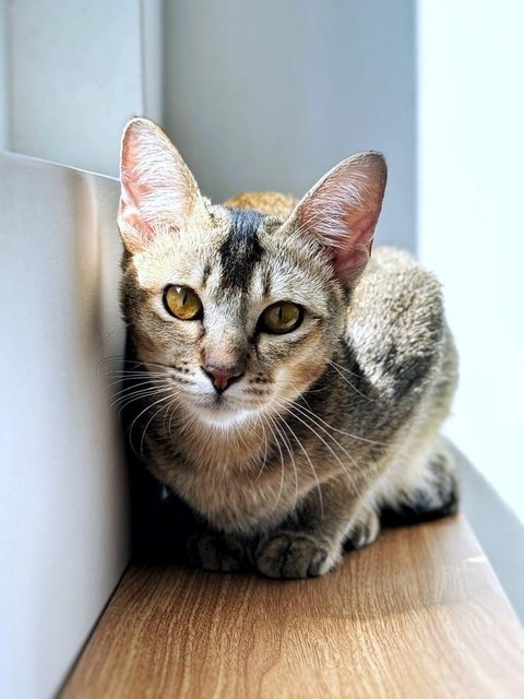 Tinker Bell - Domestic Short Hair Cat