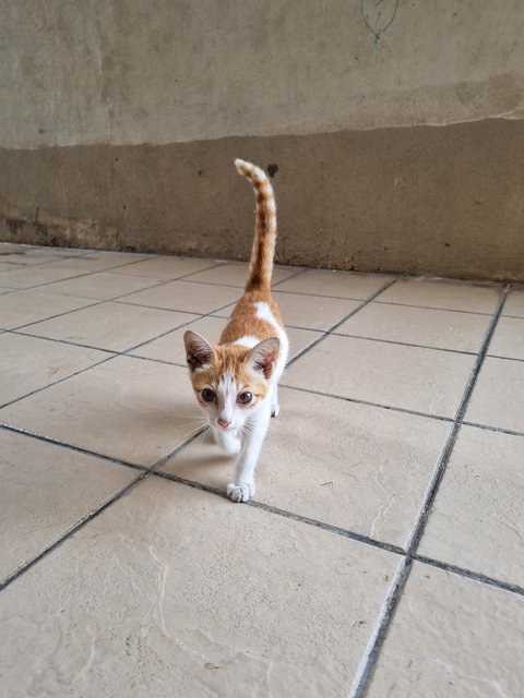 Bella - Domestic Short Hair Cat