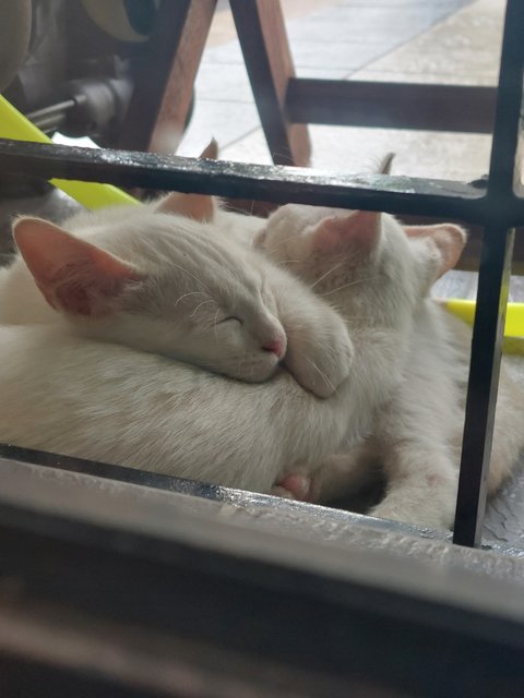 2 Brothers And Their Friend - Domestic Medium Hair Cat