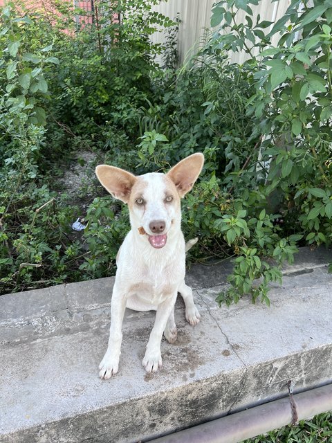 Puppy - Mixed Breed Dog