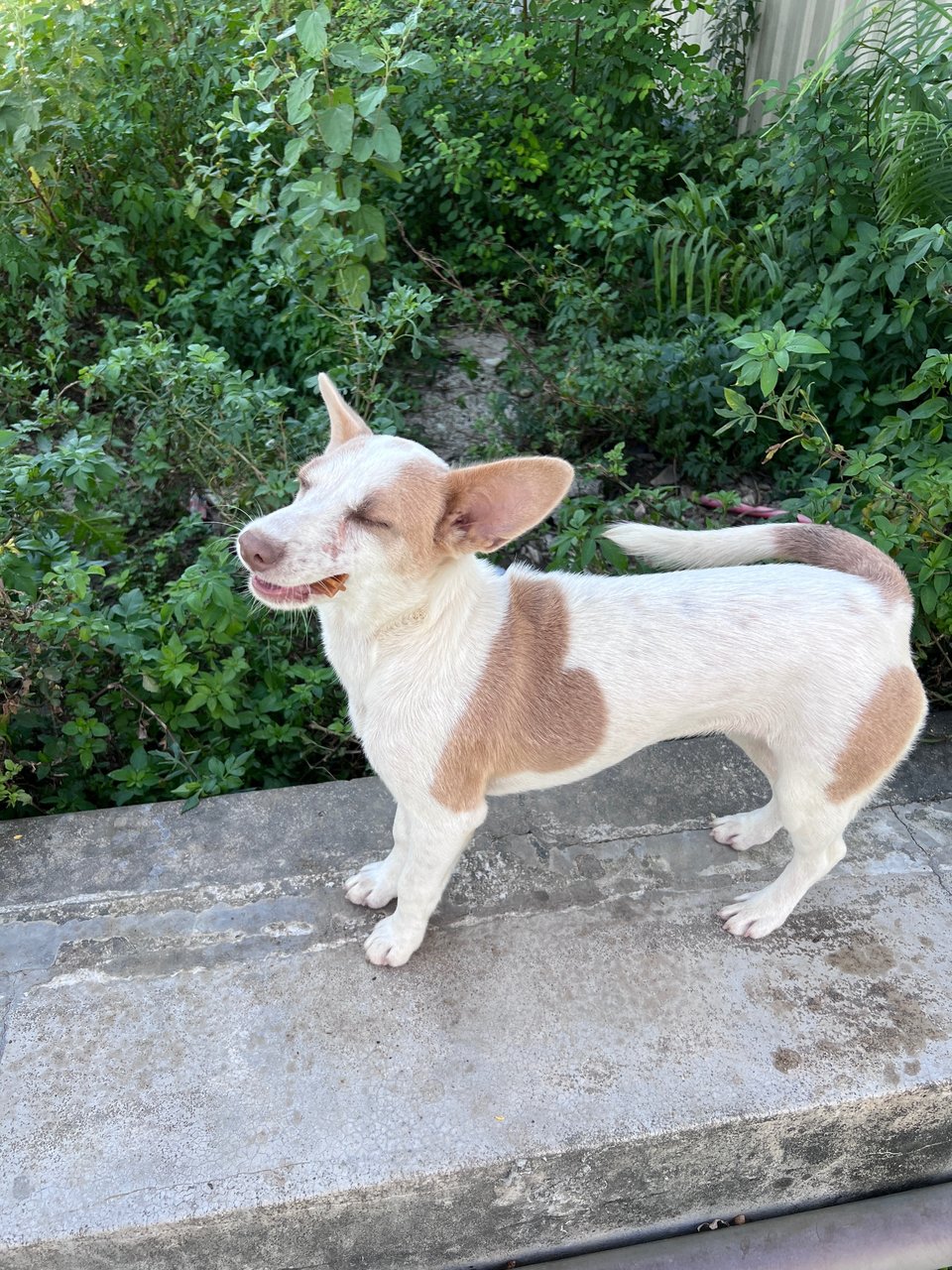 Puppy - Mixed Breed Dog