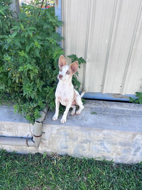 Puppy - Mixed Breed Dog