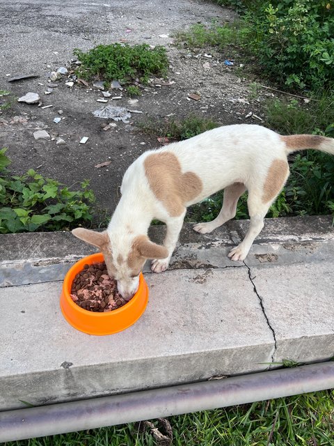 Puppy - Mixed Breed Dog