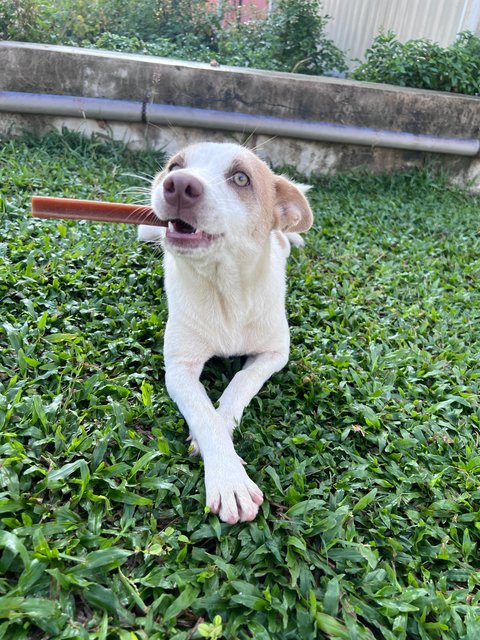 Puppy - Mixed Breed Dog