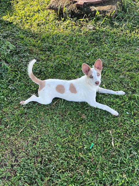 Puppy - Mixed Breed Dog