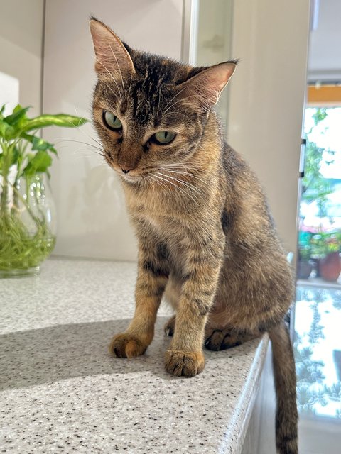 Mama Cat And 2 Kittens - Domestic Short Hair Cat