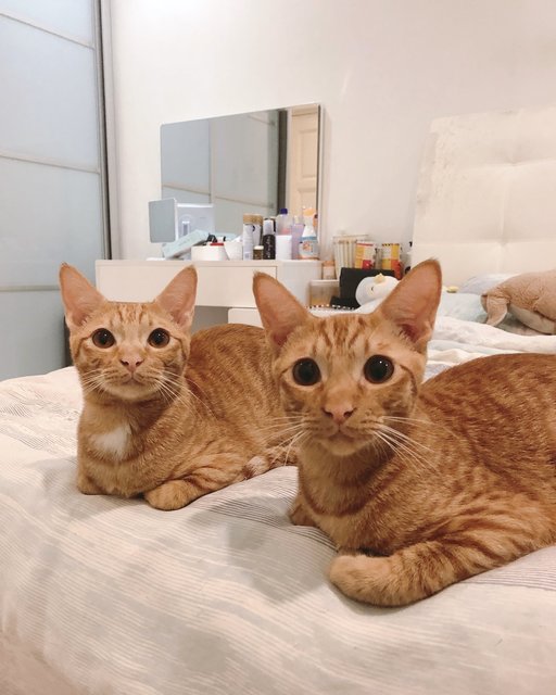 Honey &amp; Lemon - Domestic Short Hair Cat