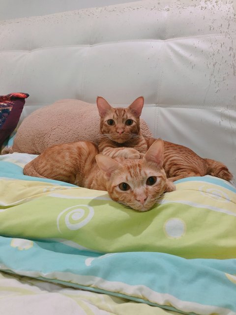 Honey &amp; Lemon - Domestic Short Hair Cat