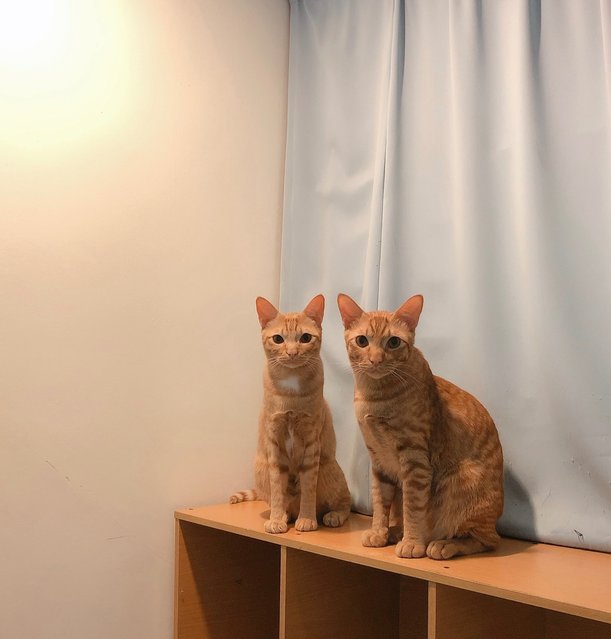 Honey &amp; Lemon - Domestic Short Hair Cat