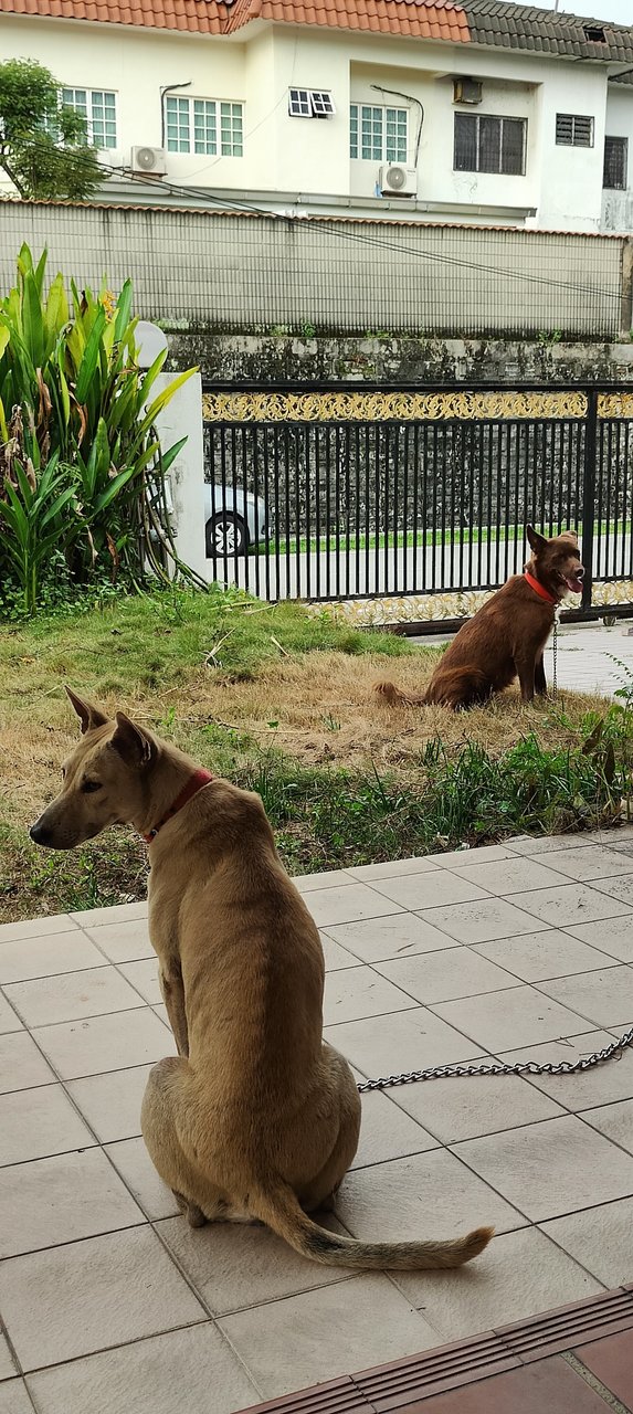 Snow White &amp; Brownie - Mixed Breed Dog