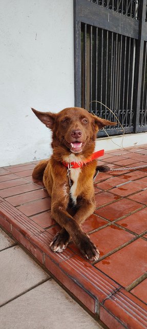 Snow White &amp; Brownie - Mixed Breed Dog