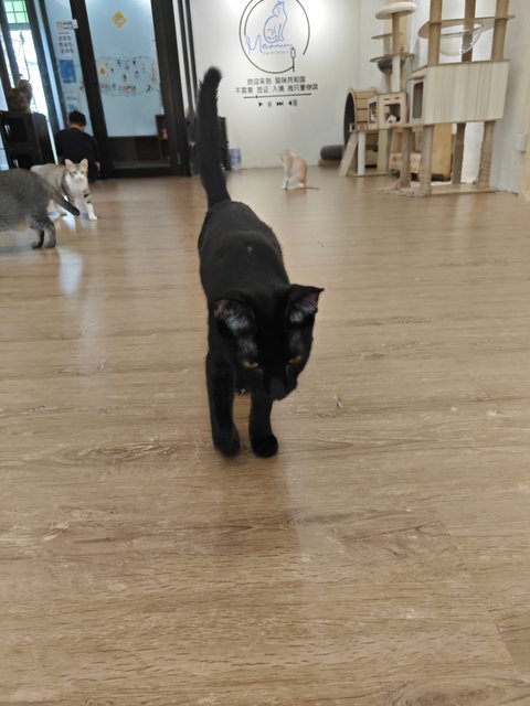 Pet Cafe Cat Free Adoption 3 - Domestic Short Hair Cat