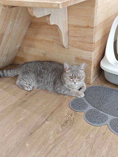 British Shorthair For Adoption - British Shorthair Cat