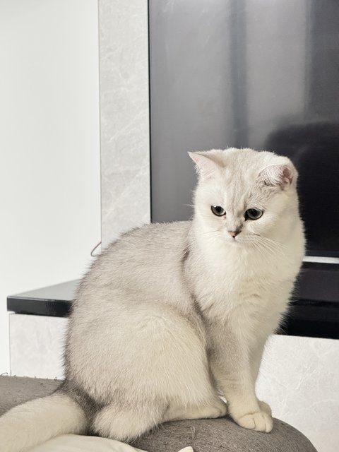 Nobi - British Shorthair Cat