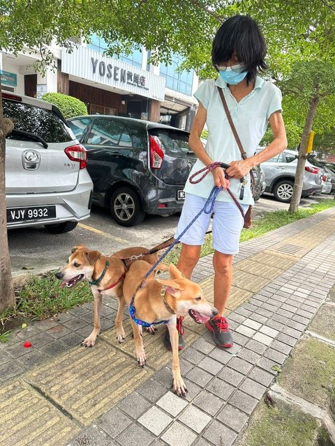 Ricky &amp; Blue - Mixed Breed Dog