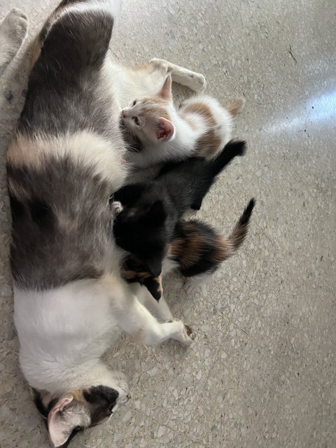 Mother And Kittens - Domestic Short Hair Cat