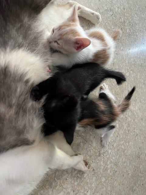 Mother And Kittens - Domestic Short Hair Cat