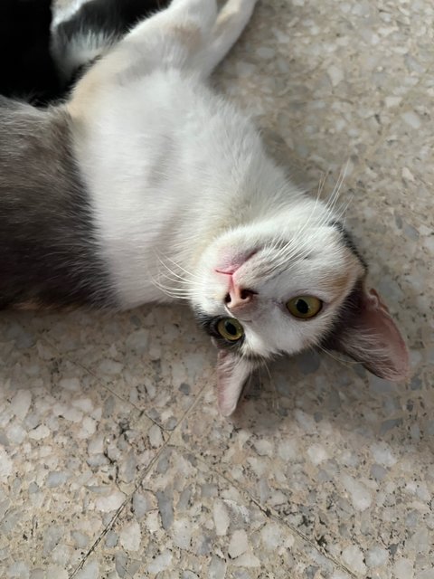 Mother And Kittens - Domestic Short Hair Cat