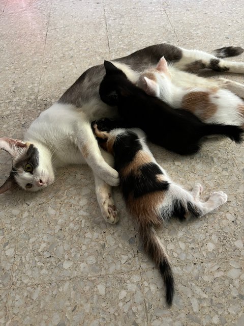 Mother And Kittens - Domestic Short Hair Cat