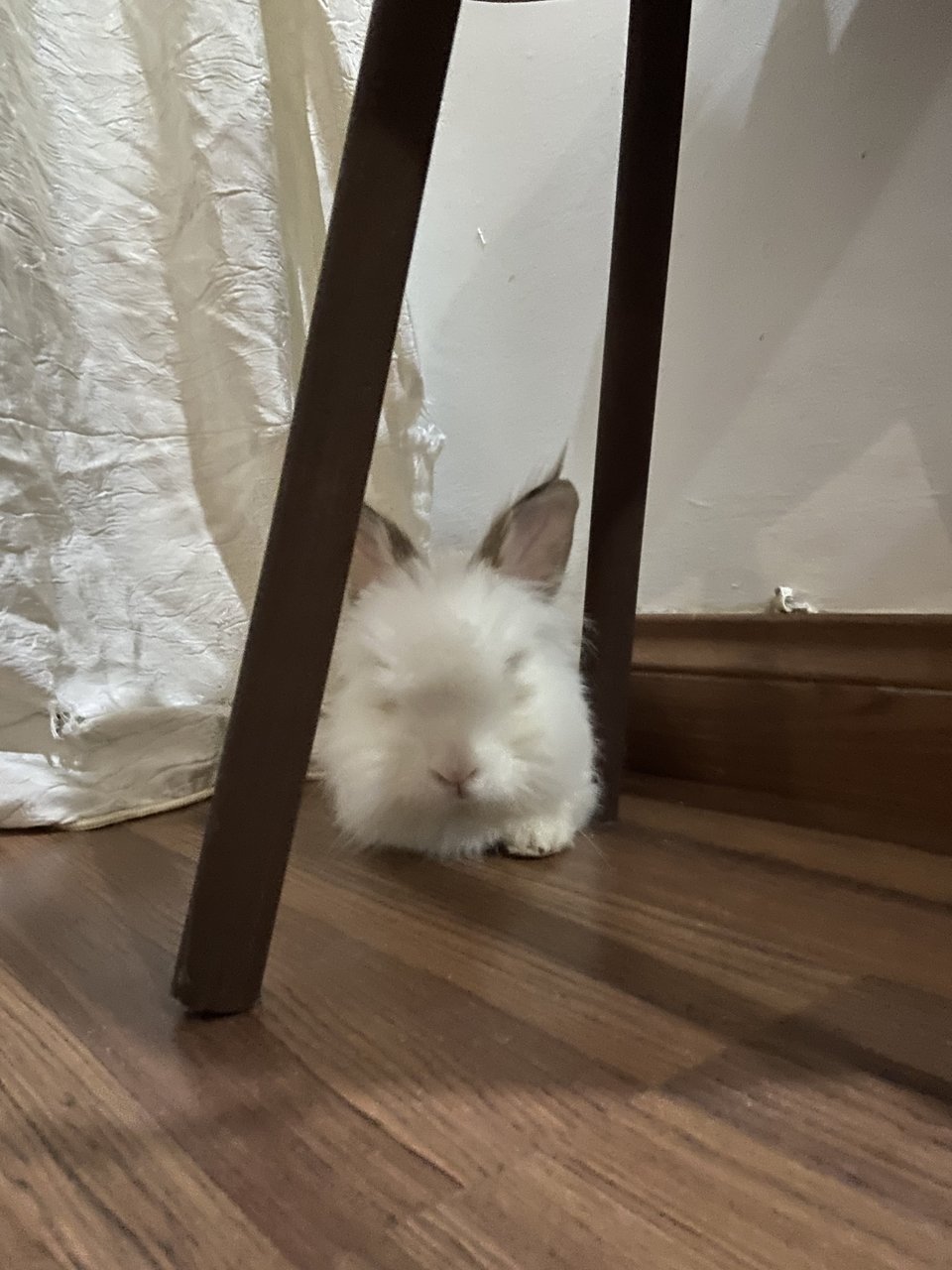 Cookie - Angora Rabbit Rabbit