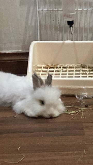 Cookie - Angora Rabbit Rabbit