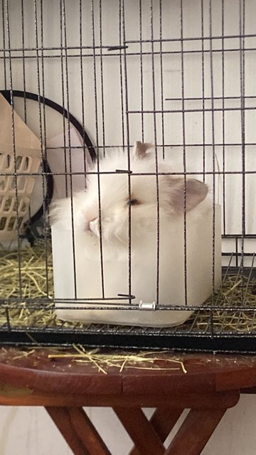 Cookie - Angora Rabbit Rabbit