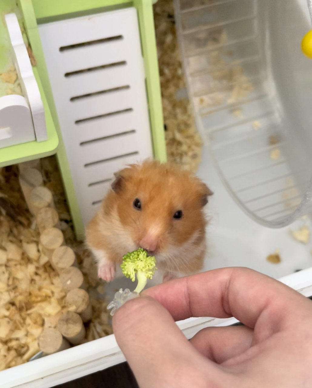 Teh Beng - Syrian / Golden Hamster Hamster