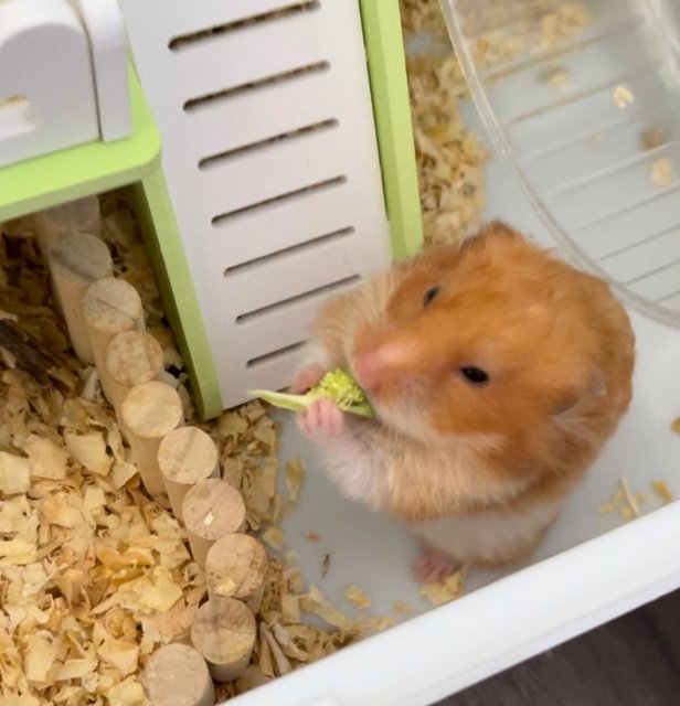 Teh Beng - Syrian / Golden Hamster Hamster