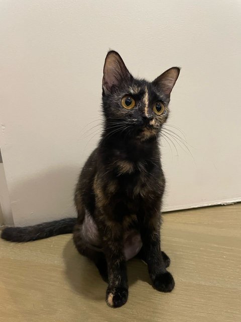 Shelly - Domestic Short Hair Cat