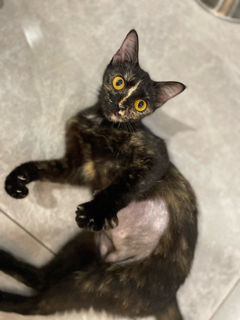 Shelly - Domestic Short Hair Cat