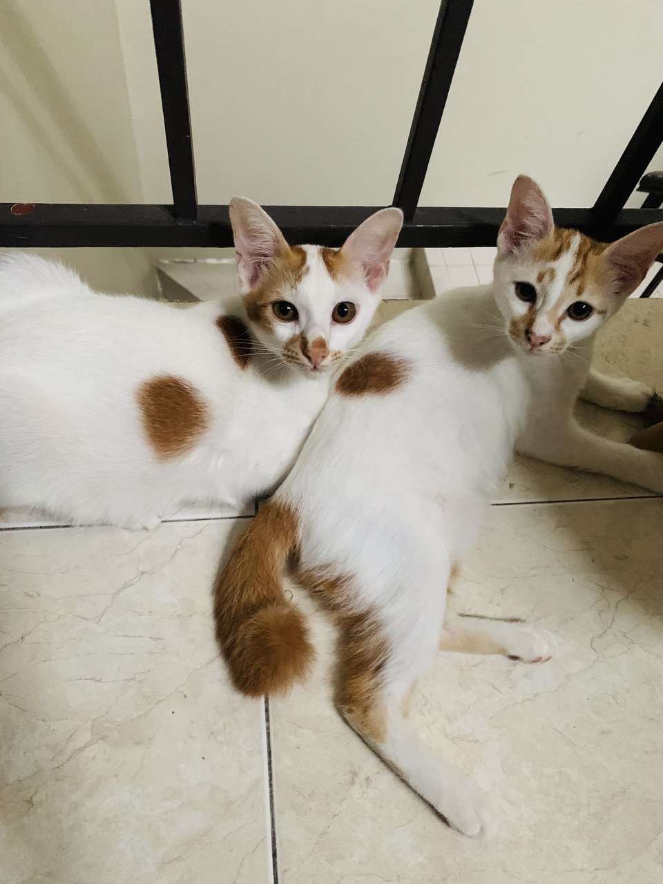 Musa &amp; Dobby - Domestic Medium Hair Cat