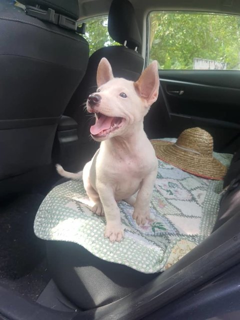 Rom - Bull Terrier Mix Dog