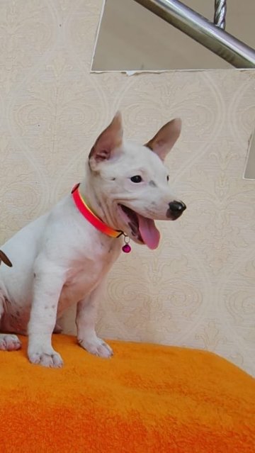 Rom - Bull Terrier Mix Dog