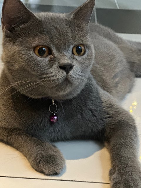 Disco - British Shorthair Cat